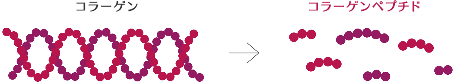コラーゲン⇒コラーゲンペプチド