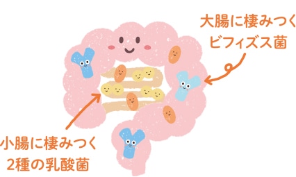小腸に棲みつく2種の乳酸菌 大腸に棲みつくビフィズス菌