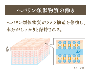 ヘパリン類似物質の働き ヘパリン類似物質がラメラ構造を修復し、水分がしっかりと保持される。