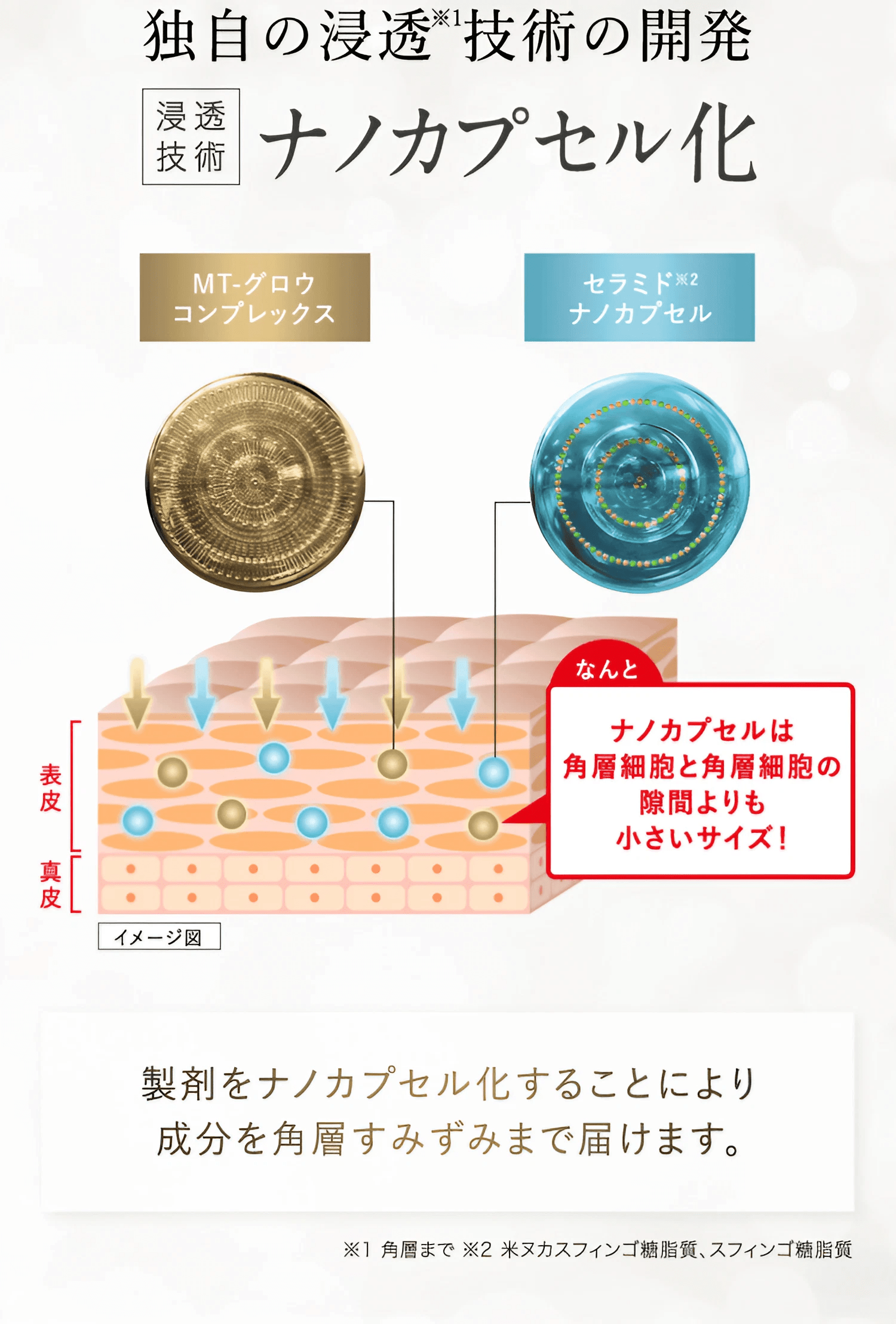 独自の浸透※1技術の開発 浸透技術 ナノカプセル化 MT-グロウコンプレックス セラミド※2ナノカプセル/ なんとナノカプセルは角質細胞と角層細胞の隙間よりも小さいサイズ! / 製剤をナノカプセル化することにより 成分を角層すみずみまで届けます。