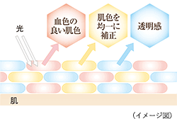 血色の良い肌色 肌色を均一に補正 透明感 (イメージ図)