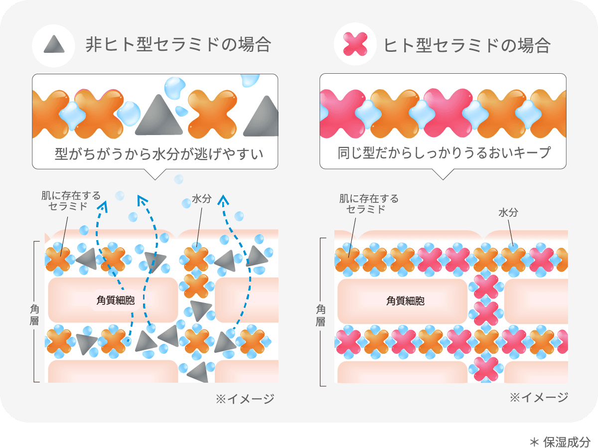 しっかりうるおいを留めて、ぷるんと弾むような肌に導きます。