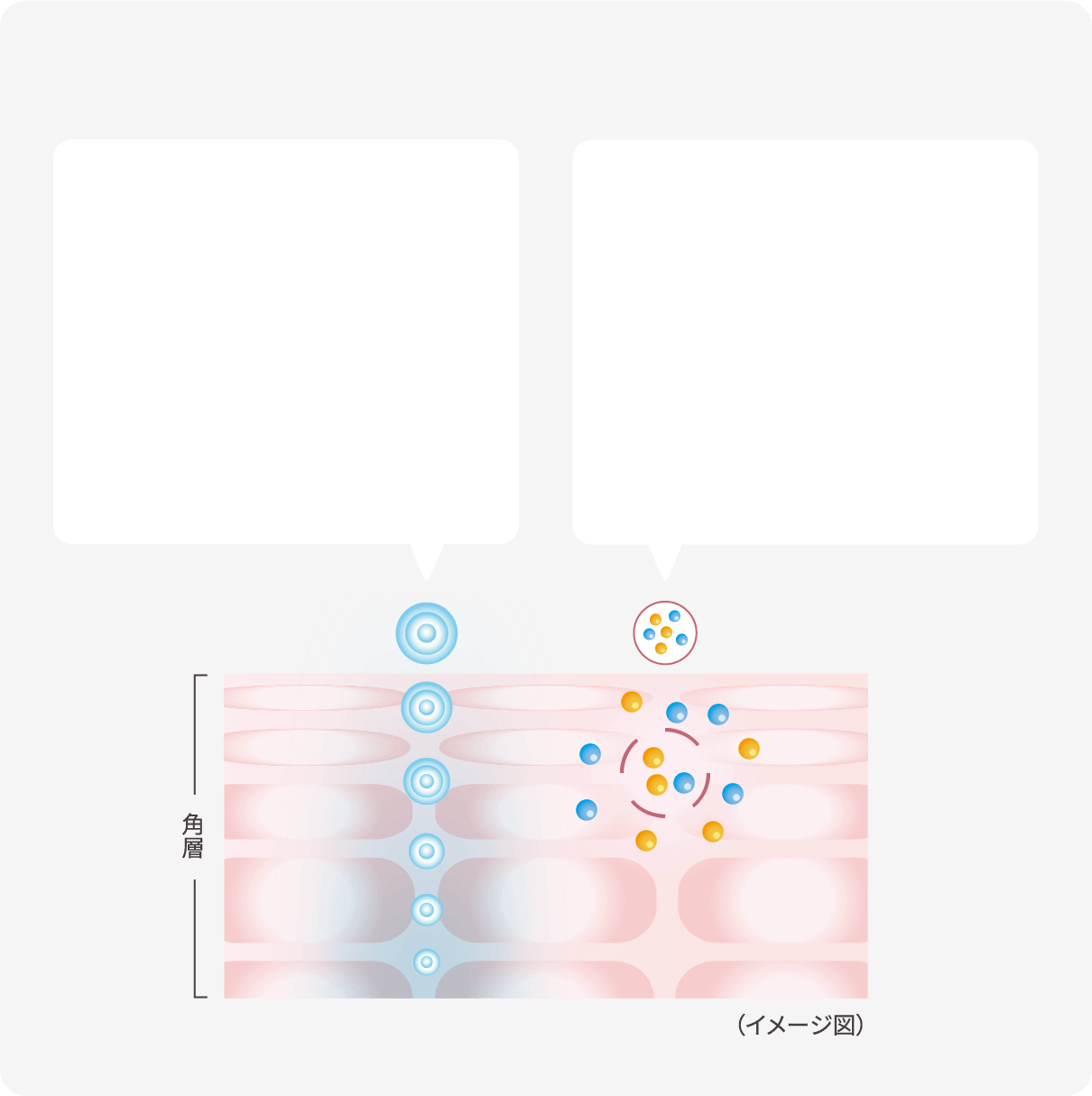 2つの浸透技術が肌をスキンケア成分で肌を満たす