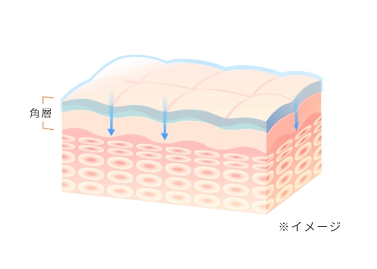 角層のイメージ図